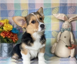 Pembroke Welsh Corgi Puppy for sale in LANCASTER, PA, USA
