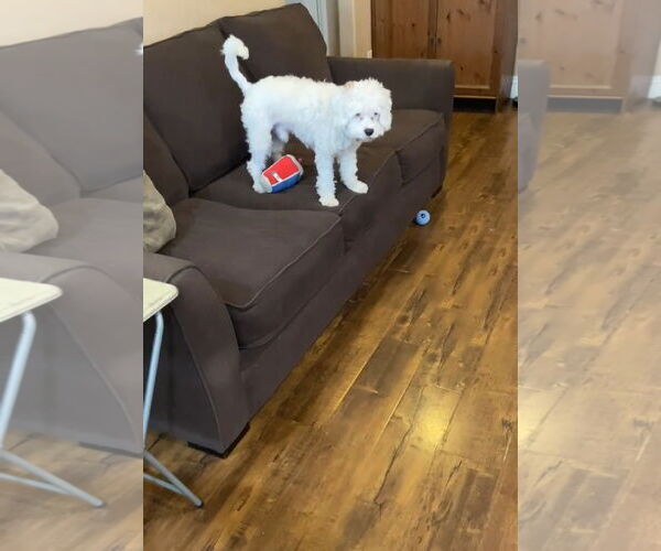 Medium Photo #3 Maltese-Unknown Mix Puppy For Sale in Escondido, CA, USA