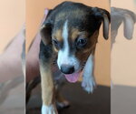 Small #2 Mutt