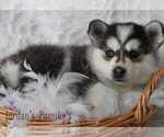 Small Photo #3 Pomsky Puppy For Sale in SALEM, OH, USA