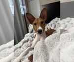Small Photo #3 Basenji Puppy For Sale in SACRAMENTO, CA, USA