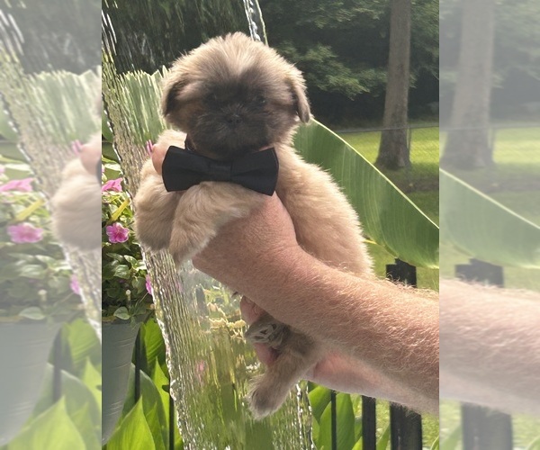 Medium Photo #3 Shih Tzu Puppy For Sale in TEXARKANA, TX, USA