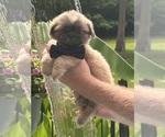 Puppy Puppy 2 Shih Tzu