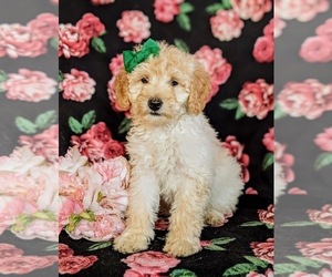 Double Doodle Puppy for sale in CHRISTIANA, PA, USA