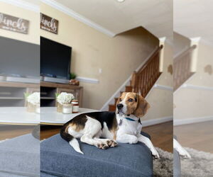 Beagle Dogs for adoption in McKinney, TX, USA