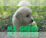 Small #3 English Cream Golden Retriever