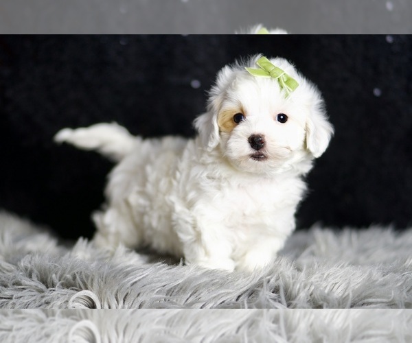 Medium Photo #100 Maltipoo Puppy For Sale in WARSAW, IN, USA