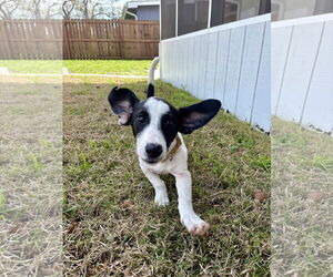 Mutt Dogs for adoption in Mount Pleasant, SC, USA