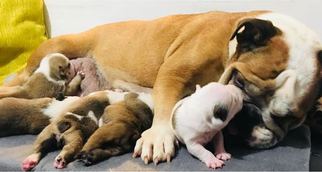 Mother of the English Bulldog puppies born on 02/05/2018