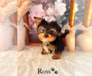 YorkiePoo Puppy for sale in MURFREESBORO, TN, USA