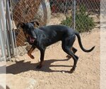 Small Photo #2 Doberman Pinscher-Unknown Mix Puppy For Sale in Apple Valley, CA, USA