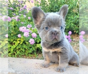 French Bulldog Puppy for sale in LAS VEGAS, NV, USA