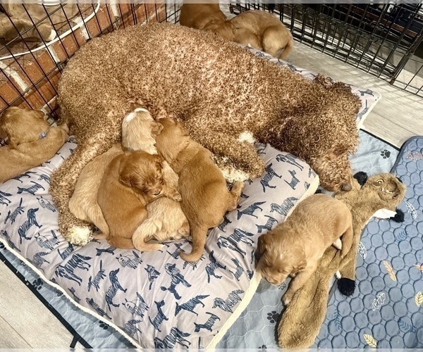 Medium Photo #26 Goldendoodle Puppy For Sale in ORANGEVALE, CA, USA