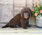 Small #7 Newfoundland