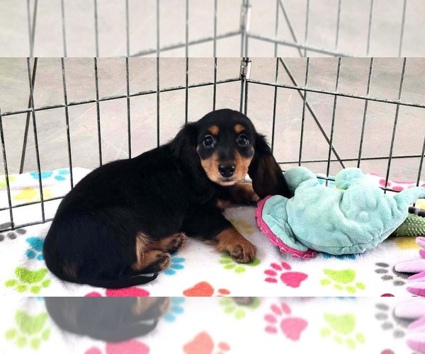 Medium Photo #1 Dachshund Puppy For Sale in ORO VALLEY, AZ, USA