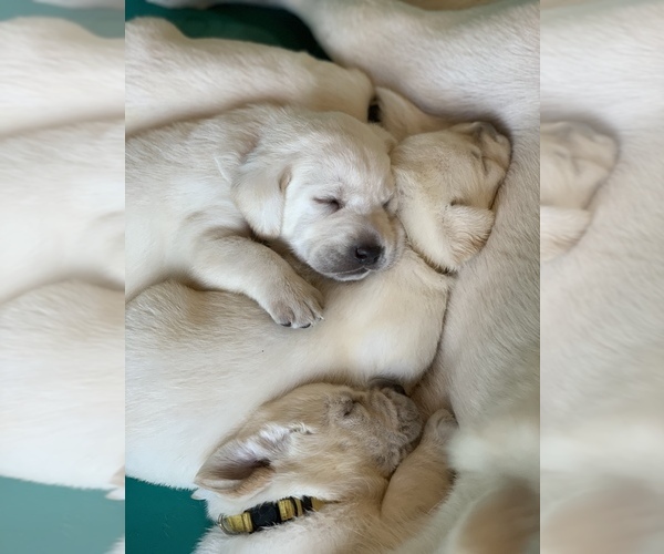 Medium Photo #11 Labrador Retriever Puppy For Sale in RANDOLPH, WI, USA