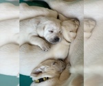 Small Photo #11 Labrador Retriever Puppy For Sale in RANDOLPH, WI, USA