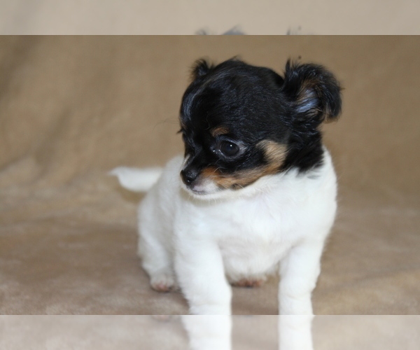 Medium Photo #4 Chihuahua Puppy For Sale in HUDSONVILLE, MI, USA
