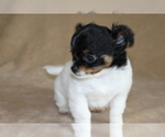 Small #3 Chihuahua