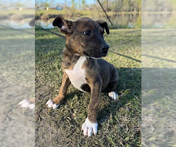 Medium Photo #4 Mutt Puppy For Sale in Tarrytown, GA, USA