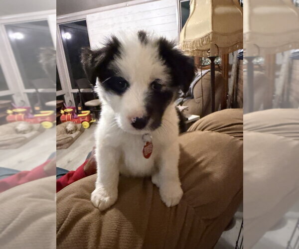 Medium Photo #1 Collie-Unknown Mix Puppy For Sale in Springdale, PA, USA