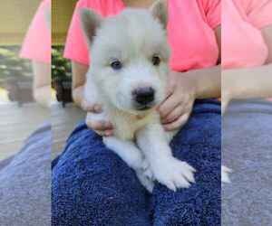 Siberian Husky Puppy for sale in LENOIR, NC, USA