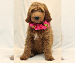 Small Photo #4 Goldendoodle Puppy For Sale in PRESCOTT VALLEY, AZ, USA