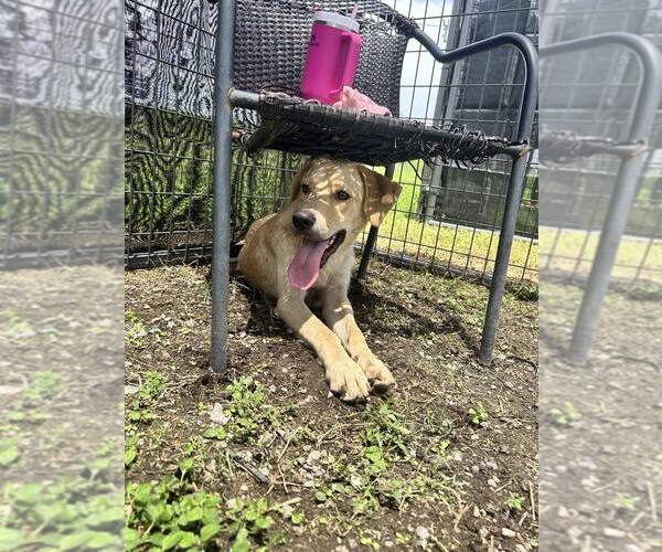 Medium Photo #3 Labrador Retriever Puppy For Sale in Abbeville, LA, USA