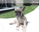 Small Photo #10 French Bulldog Puppy For Sale in HOLLYWOOD, FL, USA