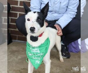 Jack Russell Terrier-Unknown Mix Dogs for adoption in Washington, DC, USA