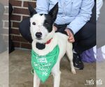 Willowy - Female Jack Russell Terrier-Unknown Mix Dog for Adoption - Small photo