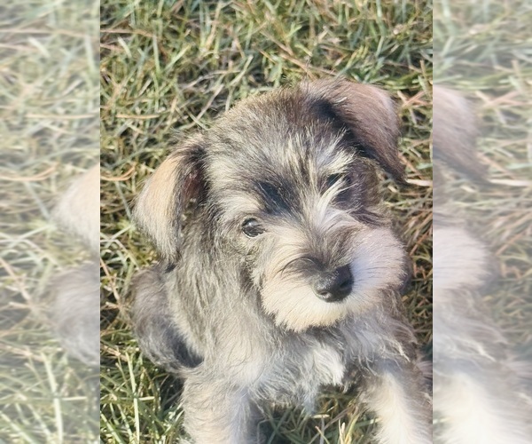 Medium Photo #3 Schnauzer (Miniature) Puppy For Sale in AUGUSTA, GA, USA