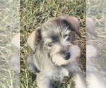 Small #2 Schnauzer (Miniature)