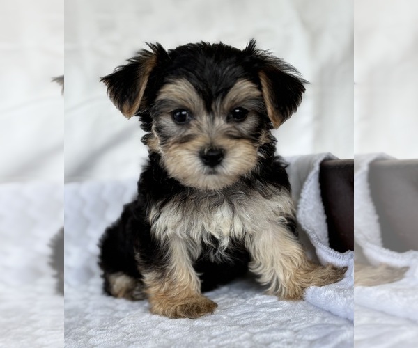 Medium Photo #11 Morkie Puppy For Sale in ROCK STREAM, NY, USA
