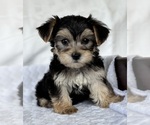 Small #10 Morkie
