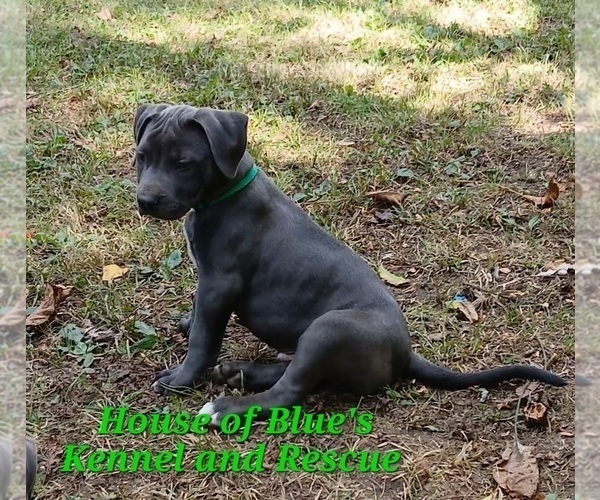 Medium Photo #3 American Pit Bull Terrier Puppy For Sale in DELAWARE, OH, USA