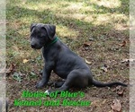 Small Photo #3 American Pit Bull Terrier Puppy For Sale in DELAWARE, OH, USA