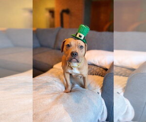 Labrador Retriever-Rhodesian Ridgeback Mix Dogs for adoption in Alexander, AR, USA