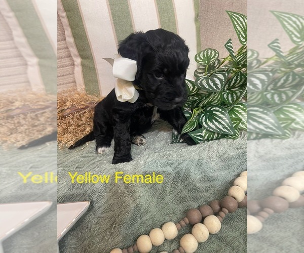 Medium Photo #6 Golden Mountain Doodle  Puppy For Sale in CHOUDRANT, LA, USA