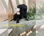 Small Photo #6 Golden Mountain Doodle  Puppy For Sale in CHOUDRANT, LA, USA