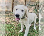 Small #1 Great Pyrenees