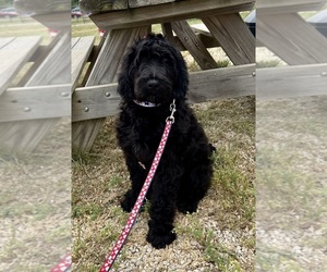 Mastiff-Poodle (Standard) Mix Puppy for sale in MEDINA, OH, USA