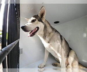 Siberian Husky-Unknown Mix Dogs for adoption in Houston, TX, USA