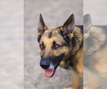 Small #11 German Shepherd Dog Mix