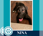 Small #2 Labrador Retriever Mix