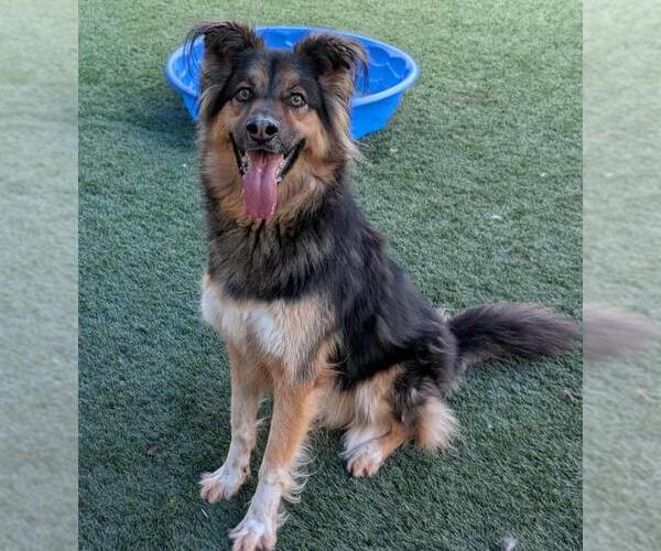 Medium Photo #20 Gerberian Shepsky Puppy For Sale in Rockwall, TX, USA