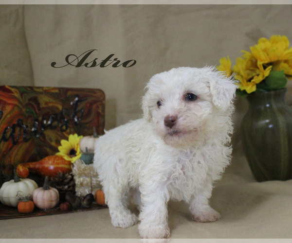 Full screen Photo #2 Poodle (Toy) Puppy For Sale in CHANUTE, KS, USA