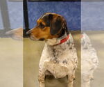 Small #4 Beagle Mix