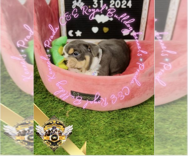 Medium Photo #35 English Bulldog Puppy For Sale in ATHENS, GA, USA