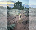 Small #1 German Shepherd Dog-Great Pyrenees Mix